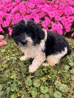 Schnoodle