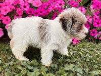 Schnoodle