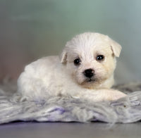 Schnoodle