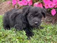 Schnoodle