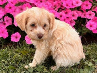 Schnoodle
