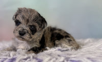 Schnoodle