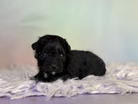 Schnoodle