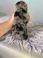 Schnoodle