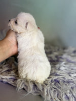 Schnoodle