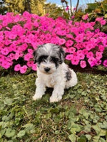 Schnoodle