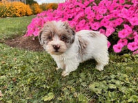 Schnoodle