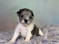 Schnoodle
