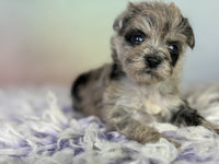Schnoodle