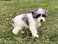 Schnoodle