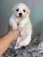 Schnoodle