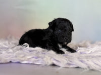 Schnoodle