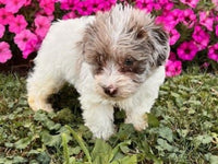 Schnoodle