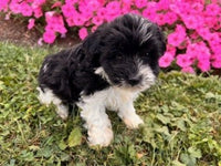 Schnoodle