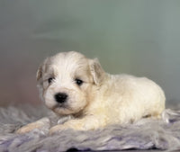 Schnoodle