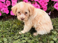 Schnoodle