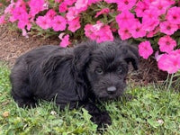 Schnoodle
