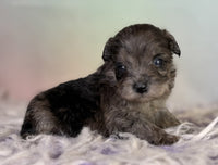 Schnoodle