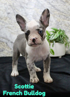 Scottie Male AKC French Bulldog $1700