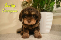 Scotty Male F1 Cavapoo $2195