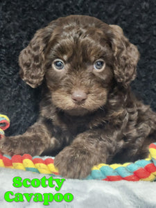 Cavapoo