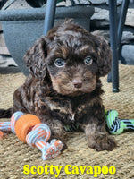 Scotty Male Cavapoo $1895