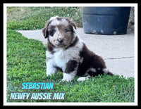 Sebastian Male Newfoundland Aussie Mix $2625