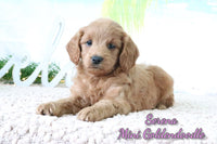 Serena Female Mini Goldendoodle $675