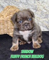 Shadow Male AKC Fluffy French Bulldog $1600
