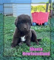 Shasta Female AKC Newfoundland $1400