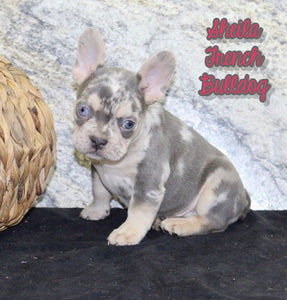 French Bulldog