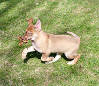 Shepherd Husky Mix