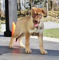 Shepherd Husky Mix