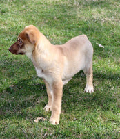 Shepherd Husky Mix