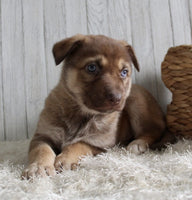 Shepherd Husky Mix