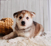 Shepherd Husky Mix