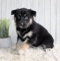 Shepherd Husky Mix