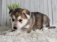 Shepherd Husky Mix