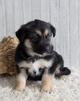 Shepherd Husky Mix