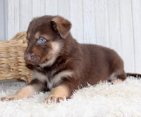 Shepherd Husky Mix