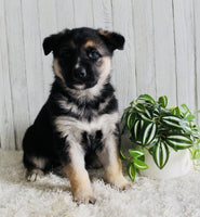 Shepherd Husky Mix