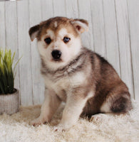 Shepherd Husky Mix