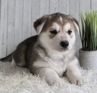 Shepherd Husky Mix