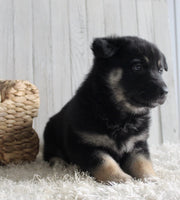 Shepherd Husky Mix