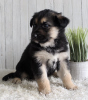 Shepherd Husky Mix