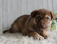 Shepherd Husky Mix