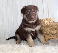 Shepherd Husky Mix