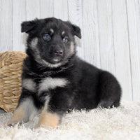 Shepherd Husky Mix