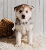 Shepherd Husky Mix