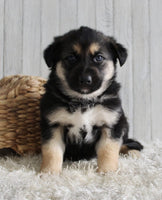 Shepherd Husky Mix